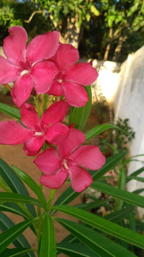 Umaya Holiday Home Anuradhapura Exterior photo